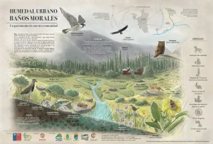 Humedal Urbano Baños Morales